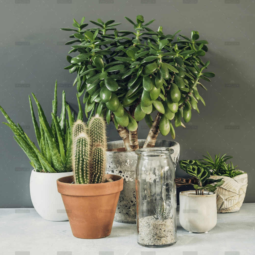 Large Plants