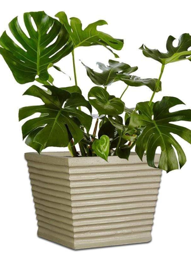 beetle-concrete-pot-the-pot-shack-garden-concrete-pot-gauteng-29938824839318.jpg