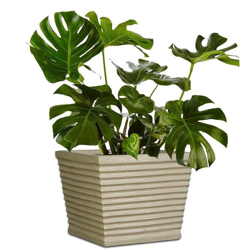 Beetle Plant Pot