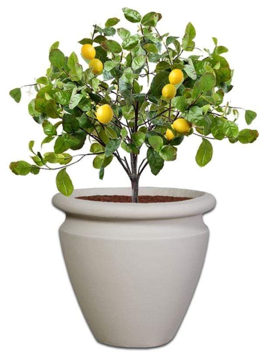 carmen-concrete-pot-the-pot-shack-garden-concrete-pot-gauteng-29583407972502.jpg