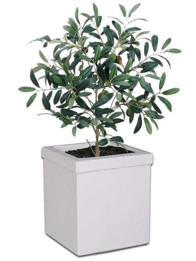 carrington-concrete-pot-the-pot-shack-garden-concrete-pot-gauteng-29942509863062.jpg