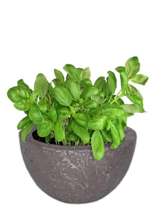 cedric-concrete-pot-the-pot-shack-garden-concrete-pot-gauteng-29935633203350.jpg