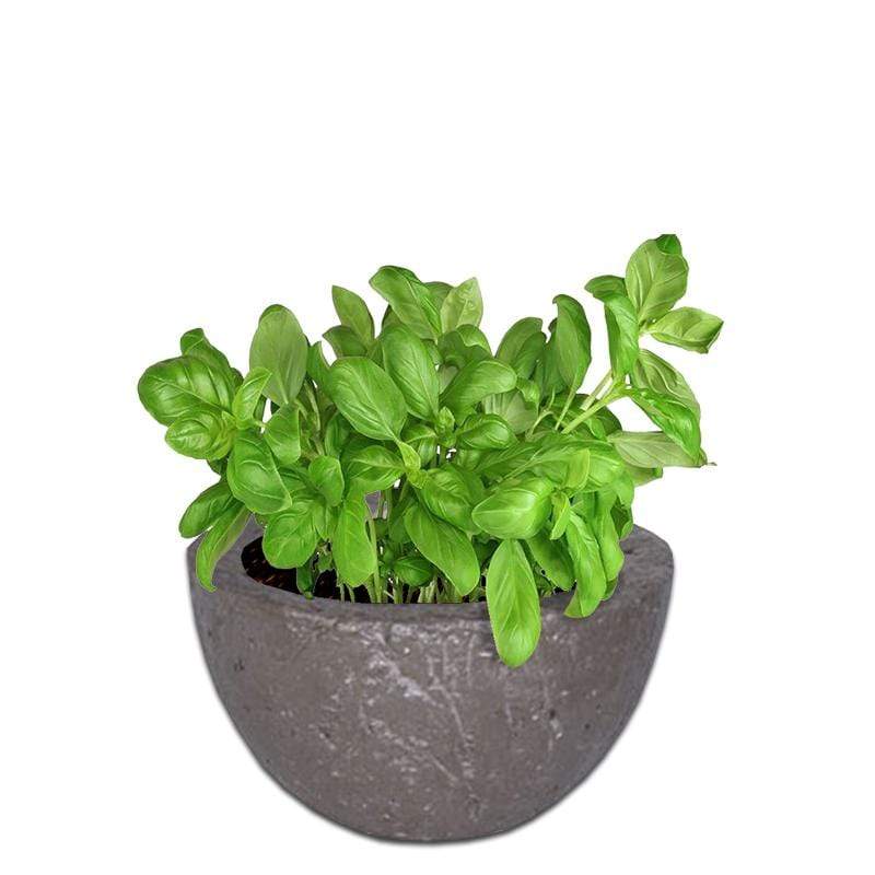 Cedric Plant Pot