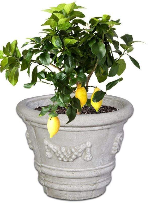 constantia-concrete-pot-the-pot-shack-garden-concrete-pot-gauteng-29938105286806.jpg