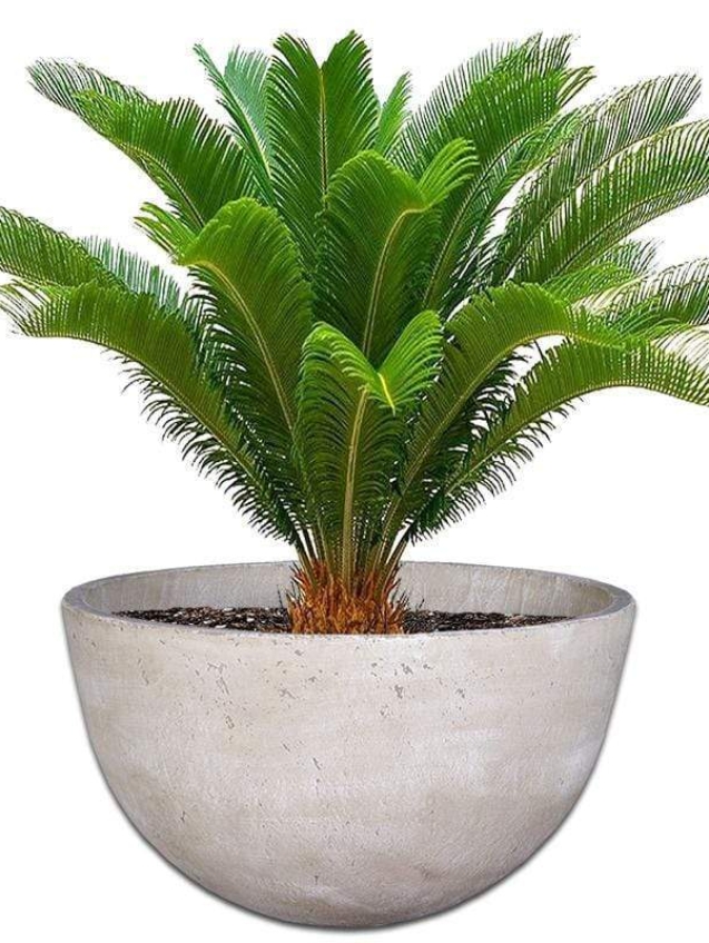 cycad-concrete-pot-the-pot-shack-garden-concrete-pot-gauteng-29937733861526.jpg