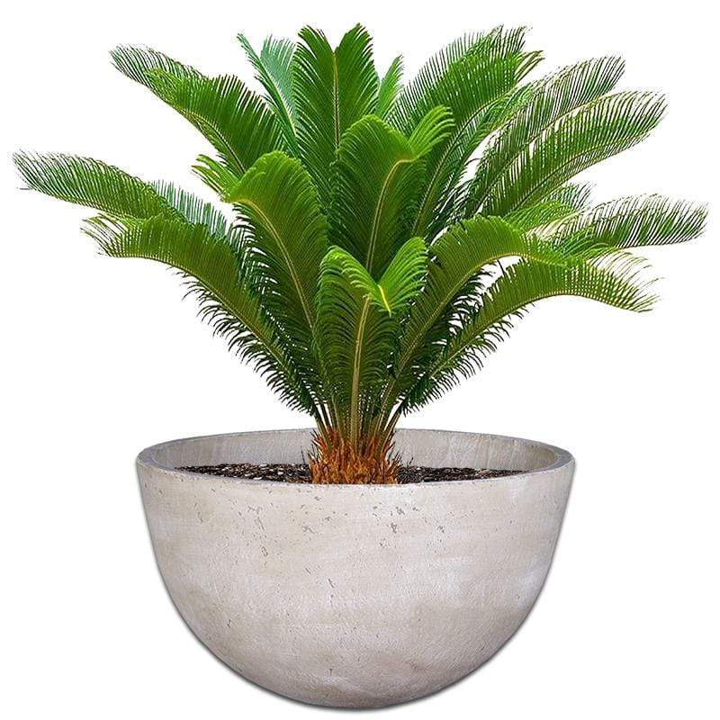 Cycad Plant Pot