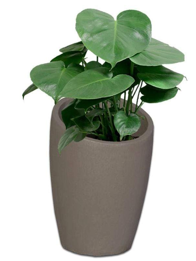 estantia-pot-concrete-the-pot-shack-garden-concrete-pot-gauteng-29936123576470.jpg
