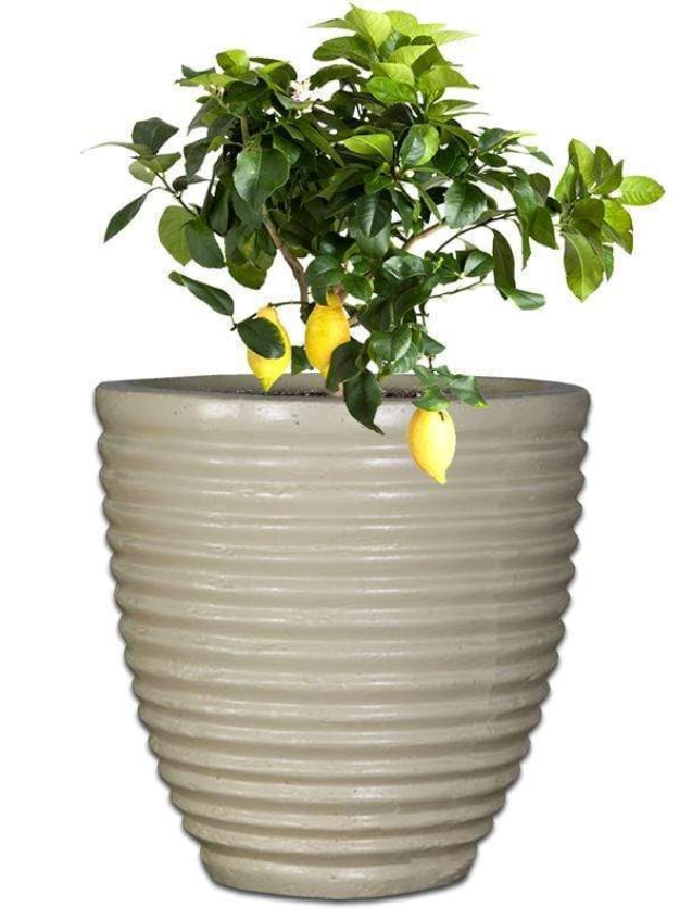honey-pot-concrete-the-pot-shack-garden-concrete-pot-gauteng-29587323617430.jpg