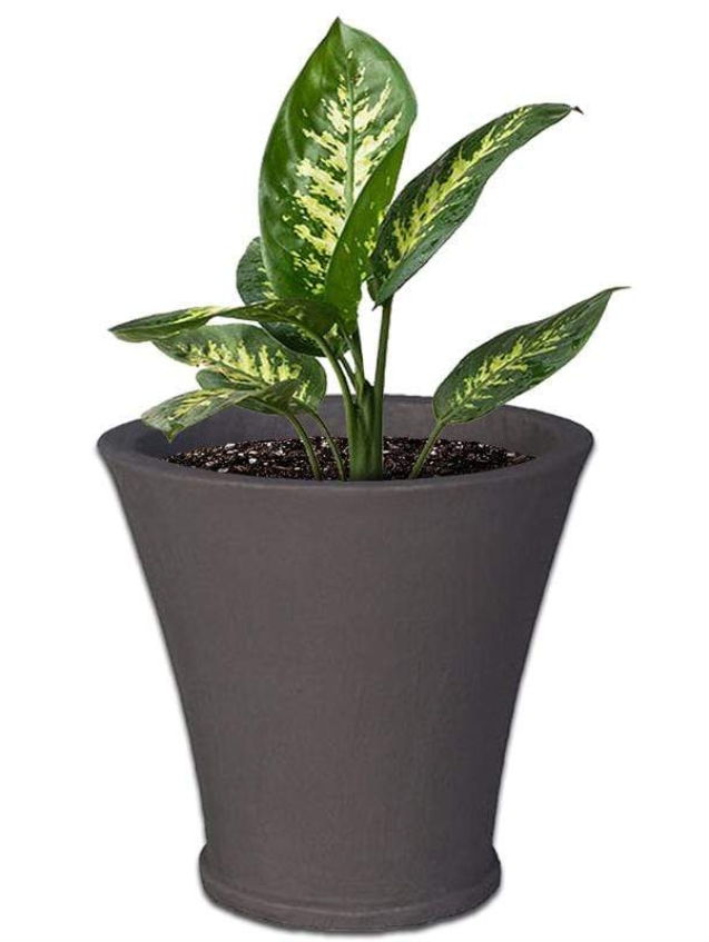 kathy-concrete-pot-the-pot-shack-garden-concrete-pot-gauteng-29935899902102.jpg
