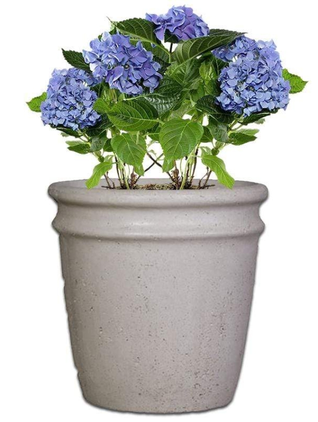 pear-concrete-pot-the-pot-shack-garden-concrete-pot-gauteng-29920960413846.jpg