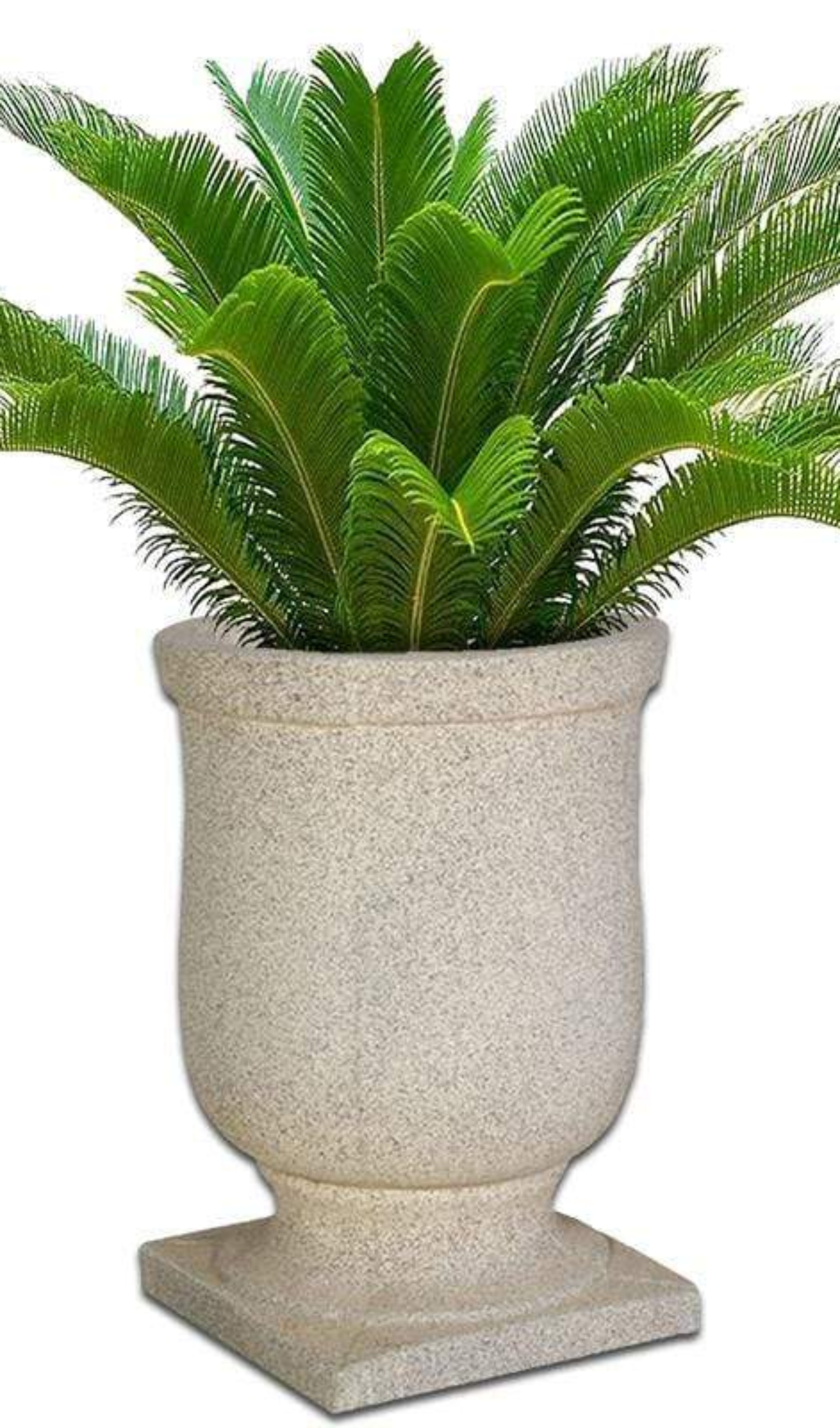 plantation-concrete-pot-the-pot-shack-garden-concrete-pot-gauteng-29580267290774.jpg