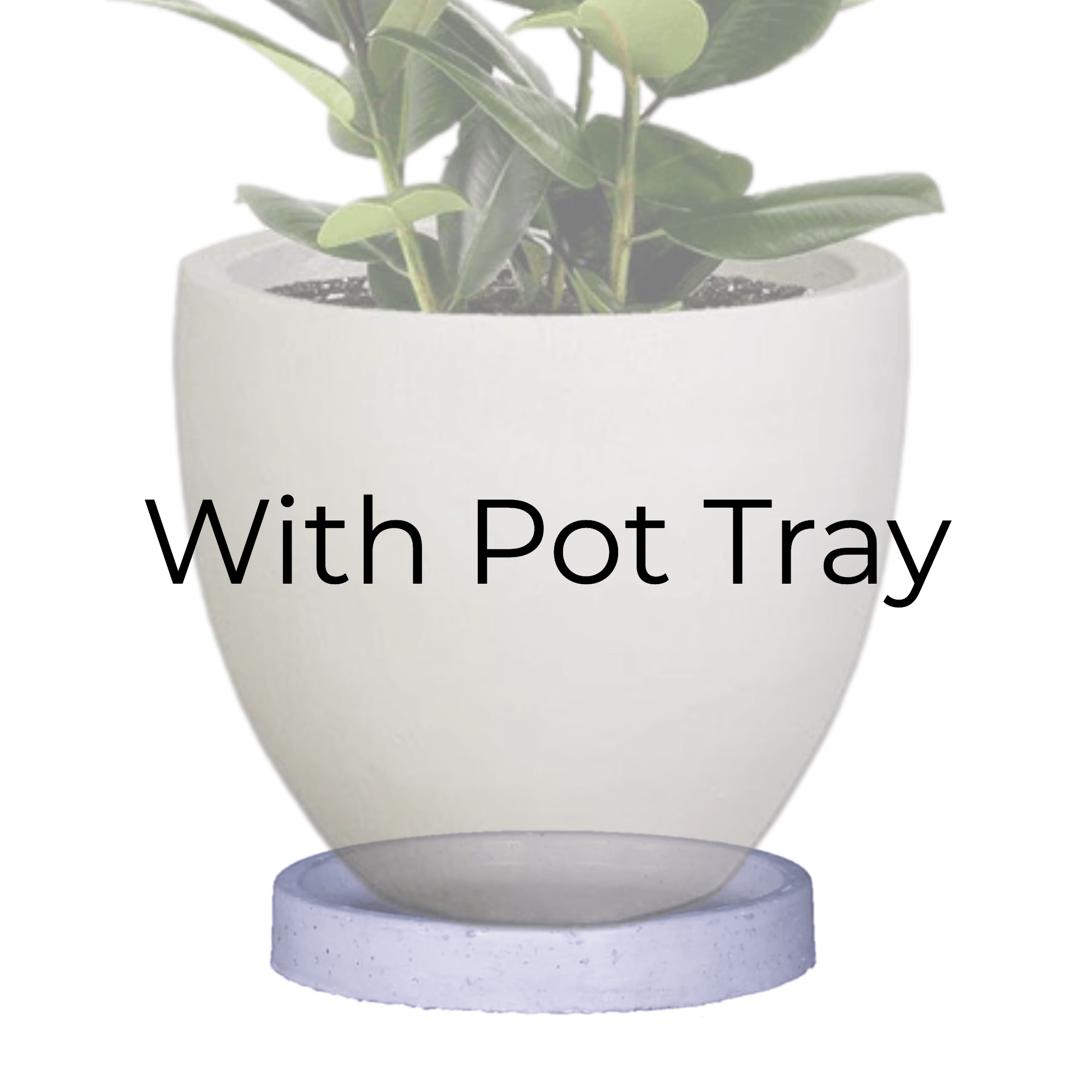Premium Egg Plant Pot - Image 7