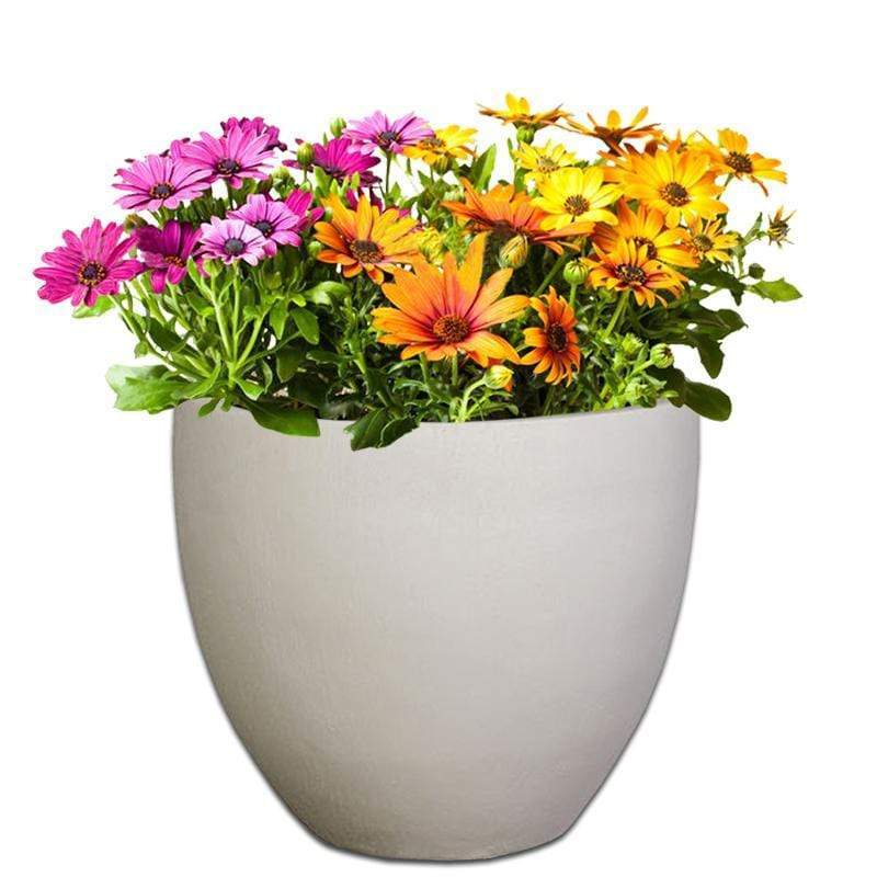 Premium Egg Plant Pot - Image 8
