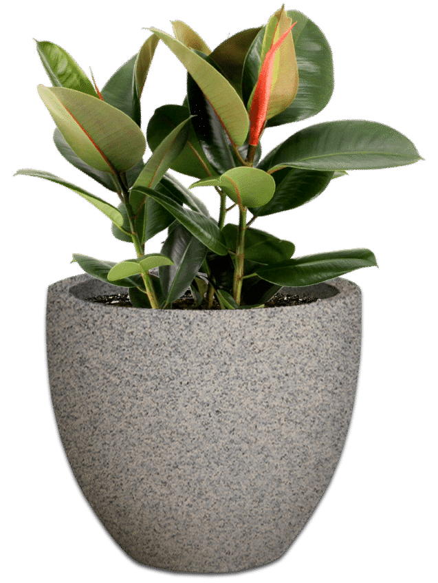 premium-egg-plant-pot-the-pot-shack-concrete-pot-south-africa-40065469939941.png