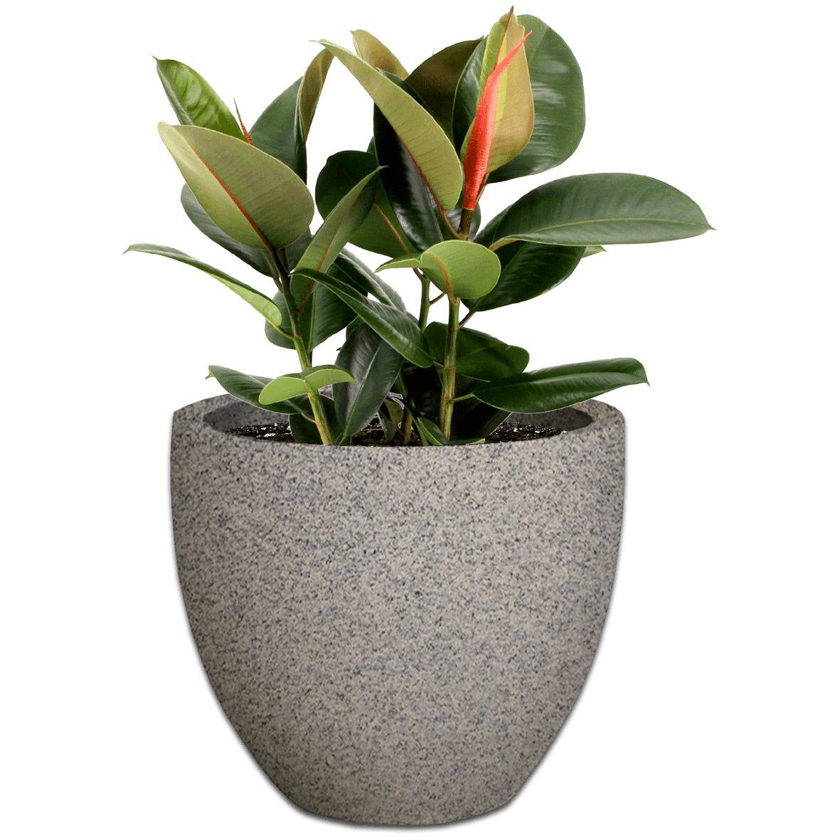 Premium Egg Plant Pot