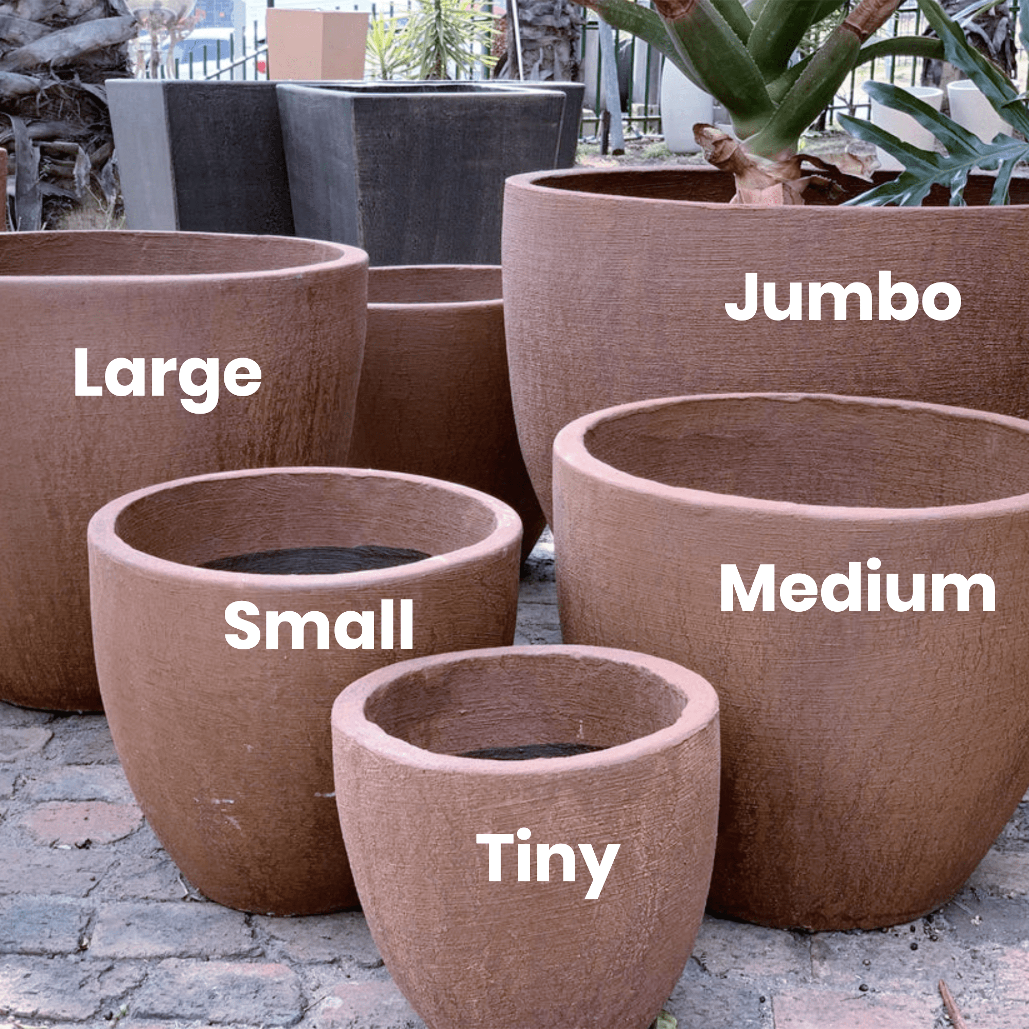 Premium Egg Plant Pot - Image 10