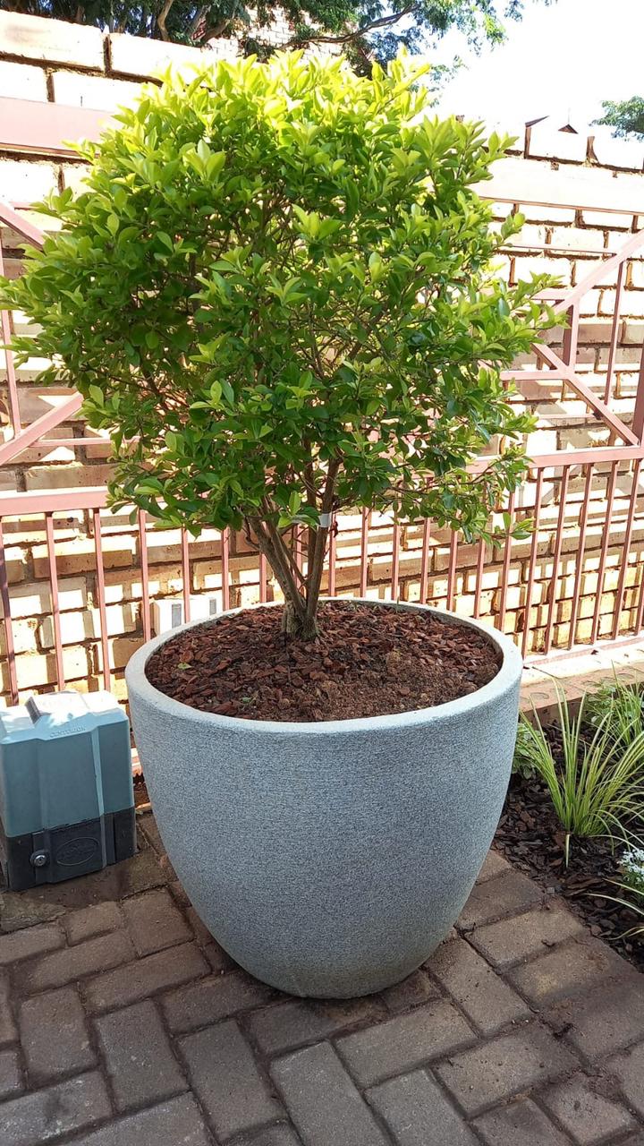 Premium Egg Plant Pot - Image 13