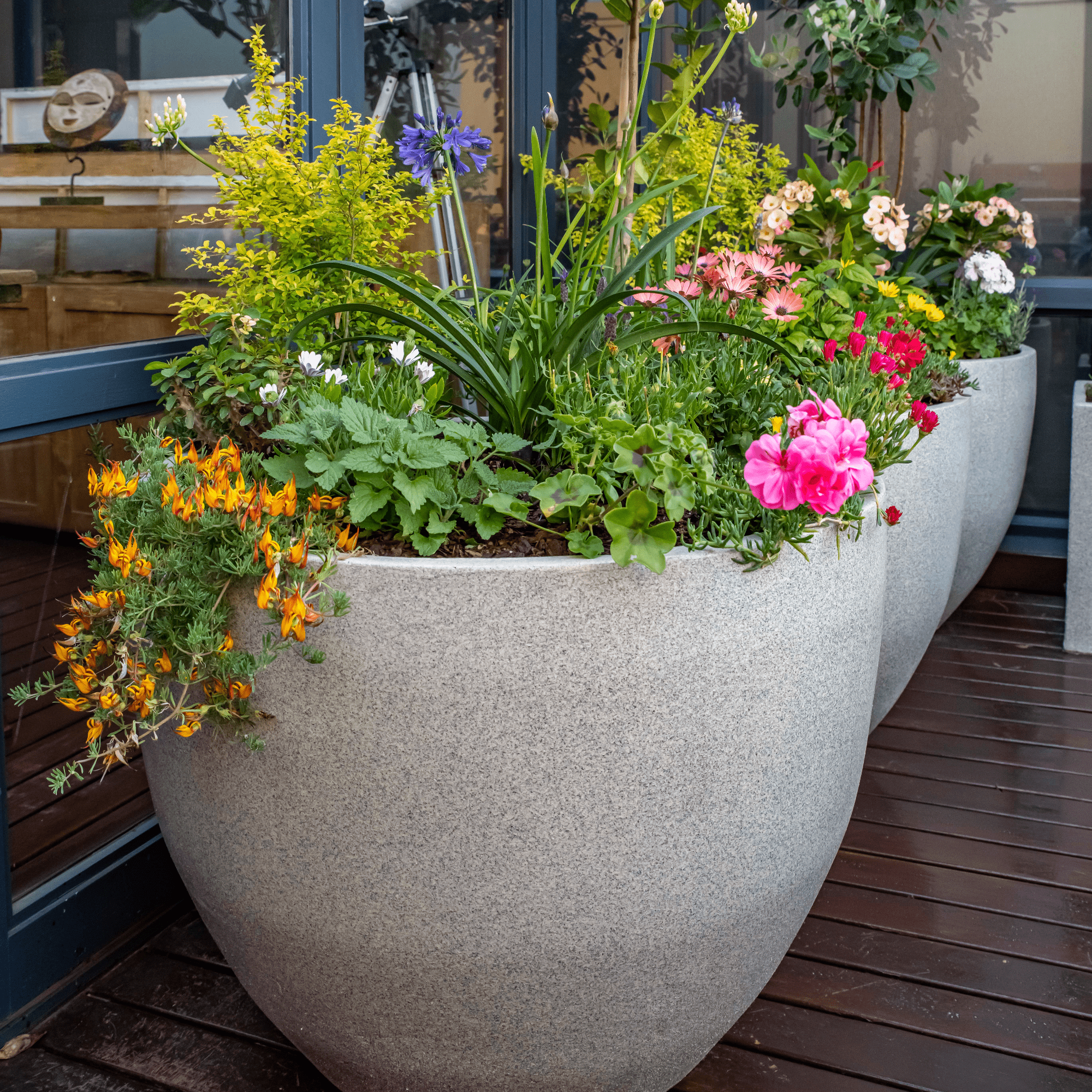 Premium Egg Plant Pot - Image 12