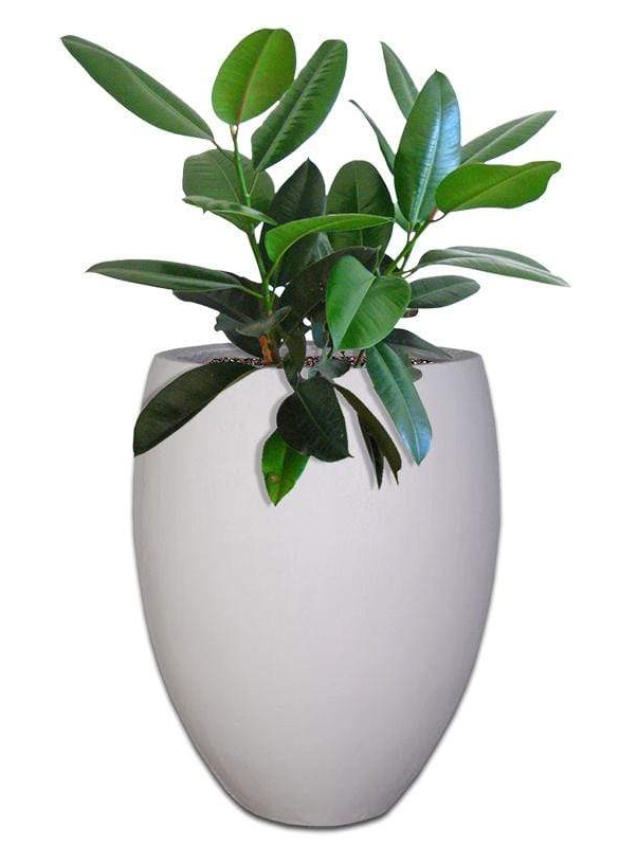 premium-eggin-plant-pot-the-pot-shack-concrete-pot-south-africa-40065488748773.jpg
