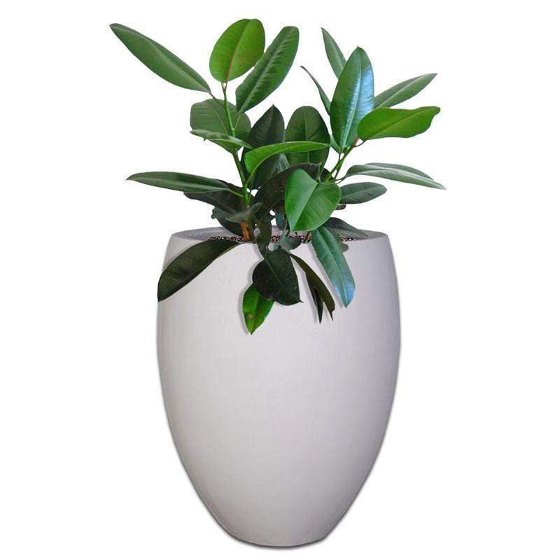 Premium Eggin Plant Pot