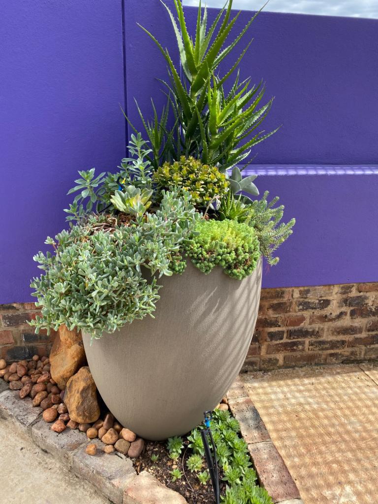 Premium Eggin Plant Pot - Image 8