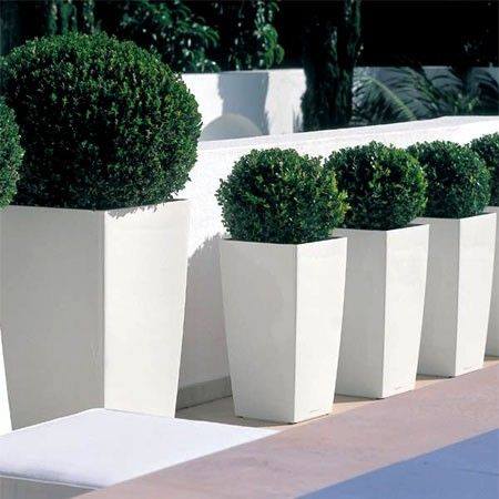 Premium Tulip Plant Pot - Image 14