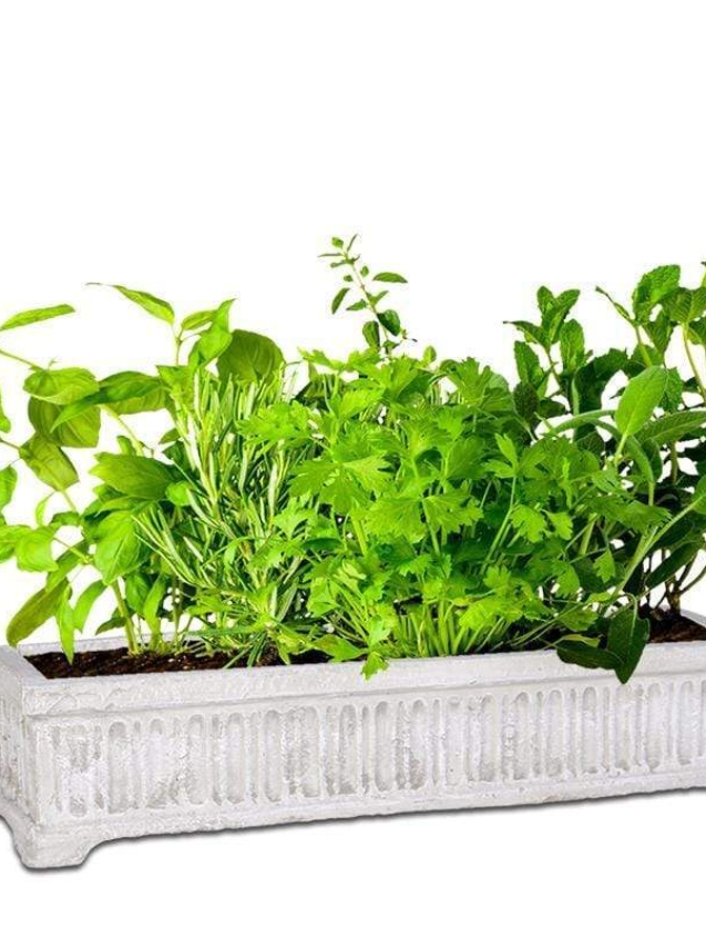 regency-trough-the-pot-shack-garden-concrete-pots-gauteng-29936644784278.jpg