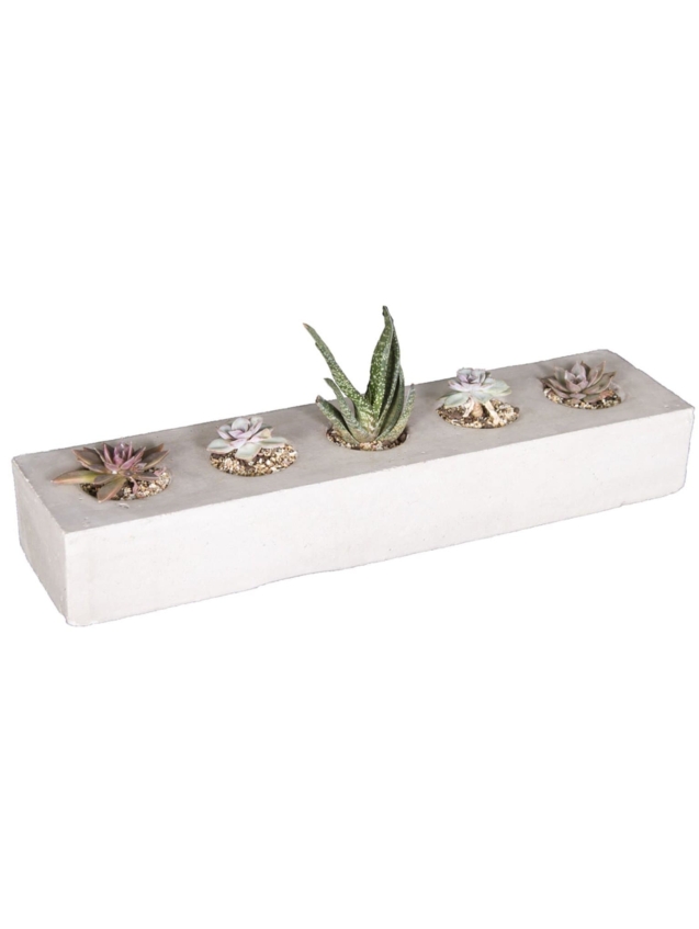 succulent-planter-the-pot-shack-garden-concrete-pots-gauteng-29886440603798.jpg