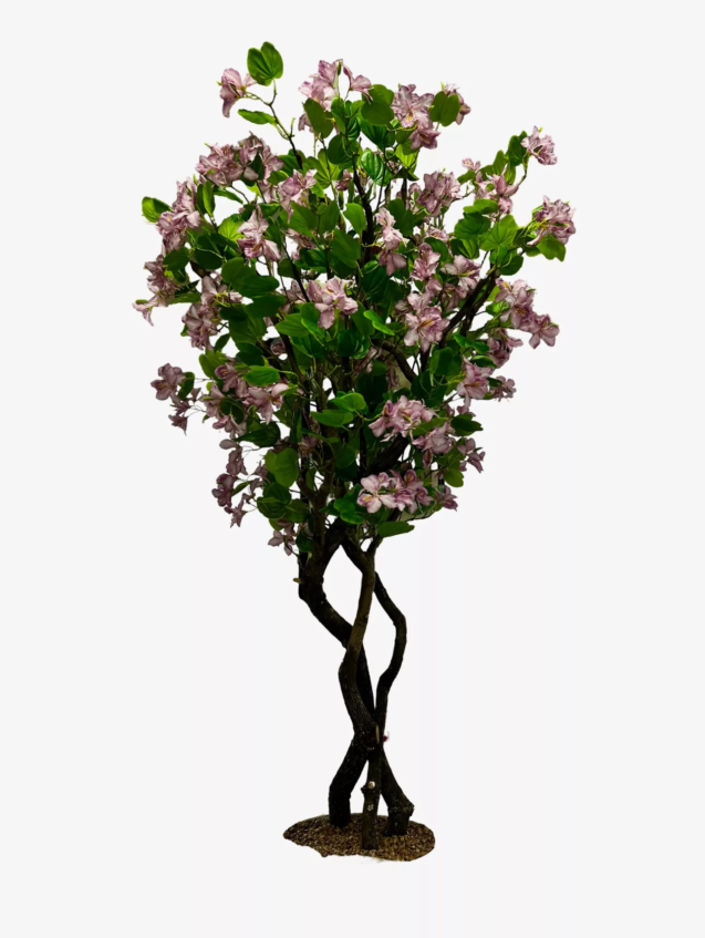 tr-bauhinia-12-001.webp