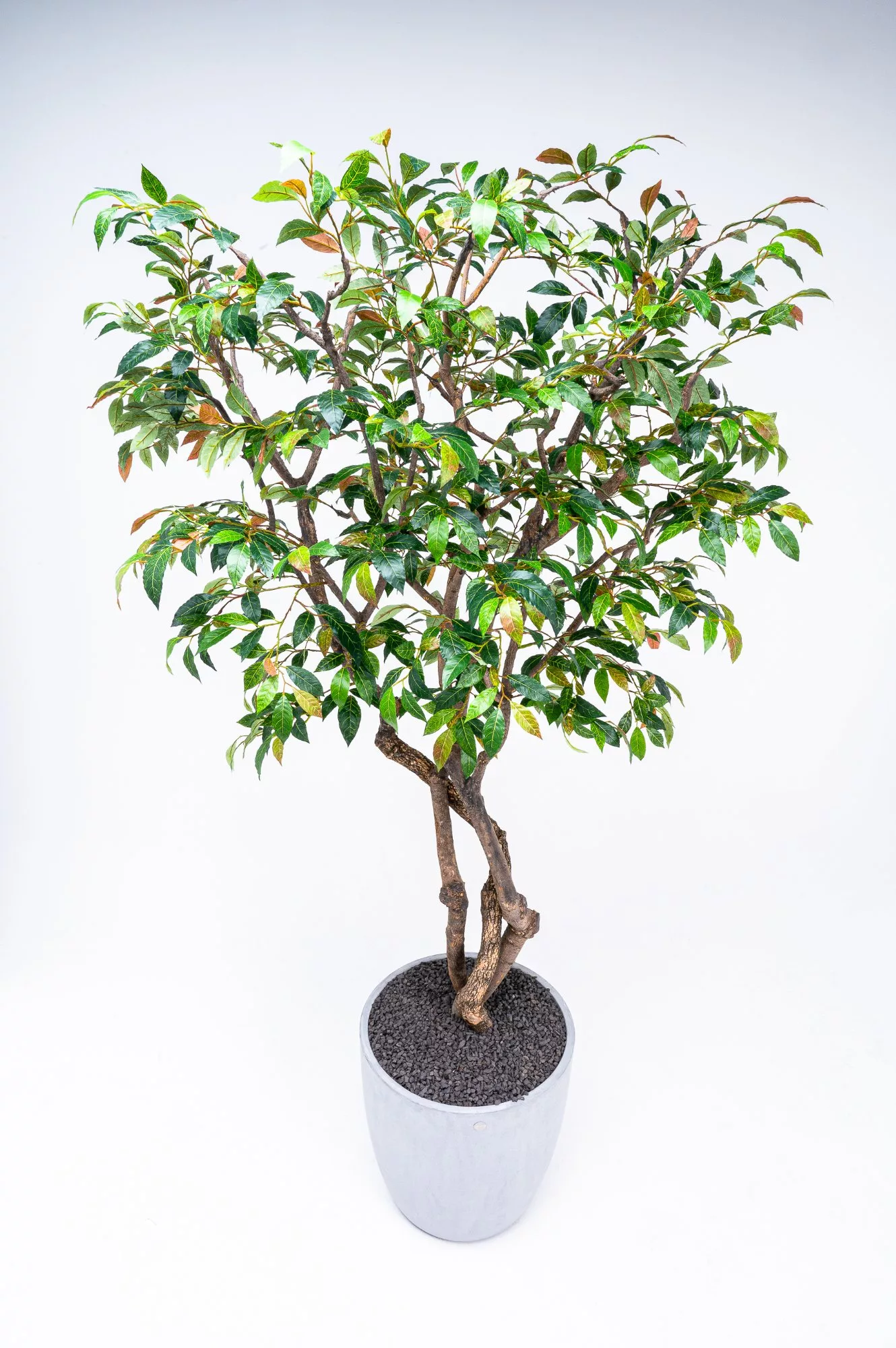 Capensia Tree
