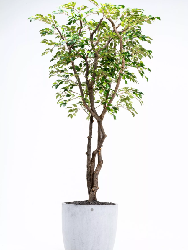 tr-ficus-12-001.webp
