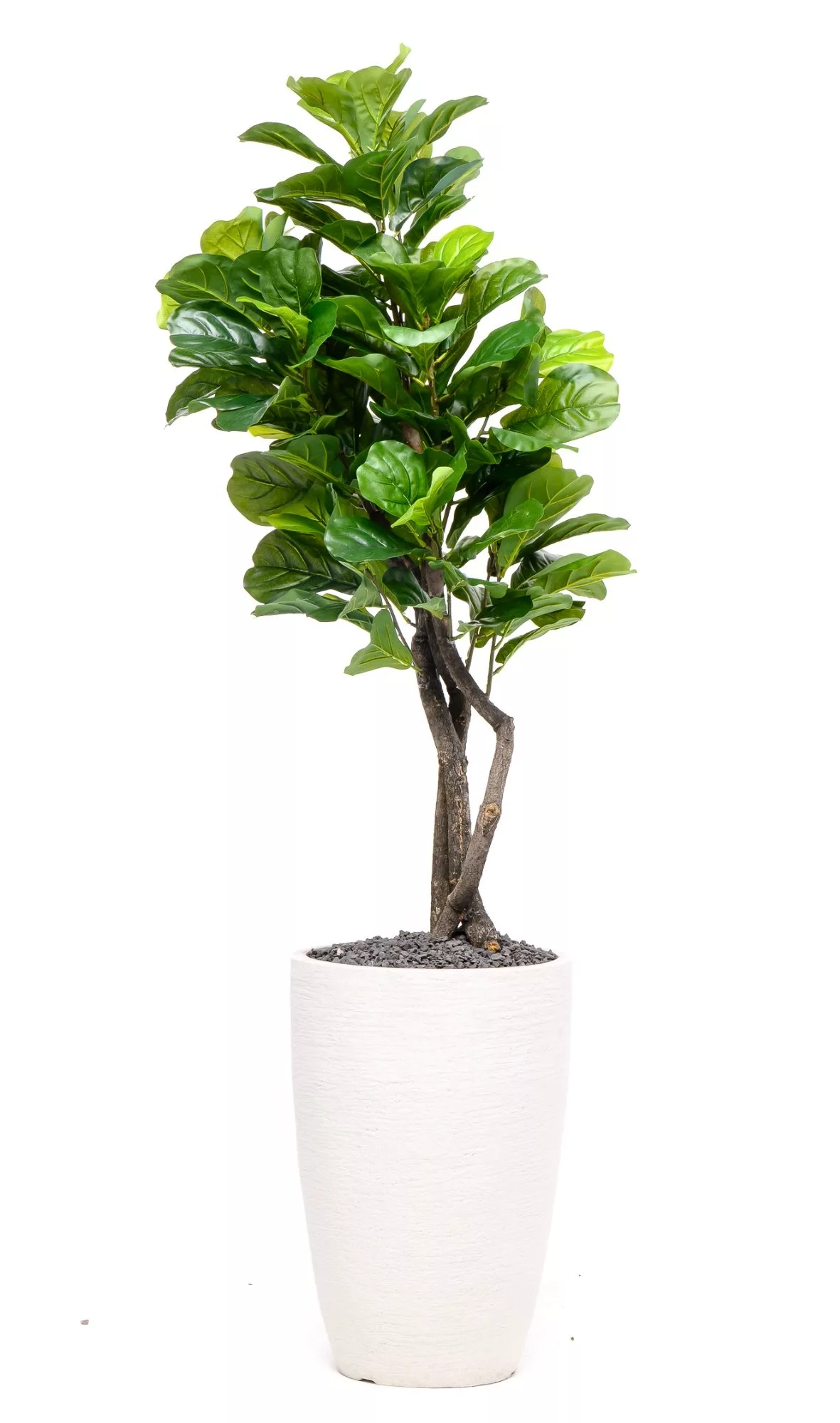 Fiddle Leaf Tree