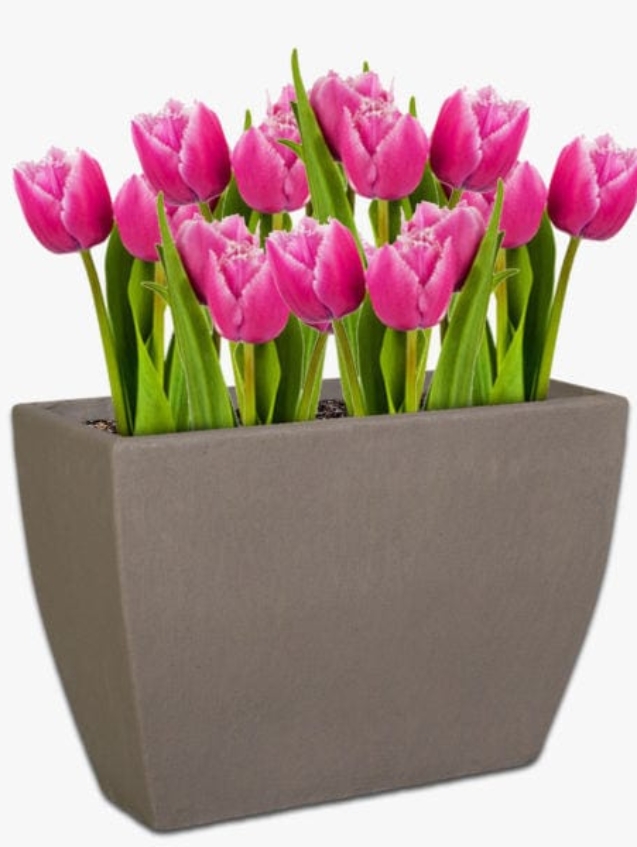 tulip-trough-the-pot-shack-concrete-pots-south-africa-41126247694565.jpg
